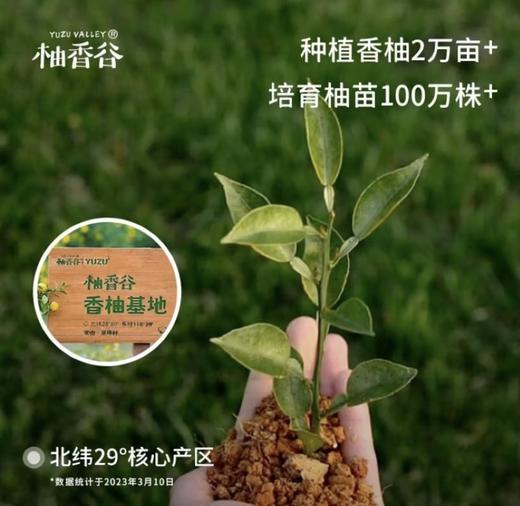 柚香谷宋柚复合果汁饮料 商品图4