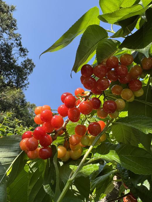 【限时20天】【🍒中华小樱桃】攀枝花新鲜现摘当季水果 商品图4