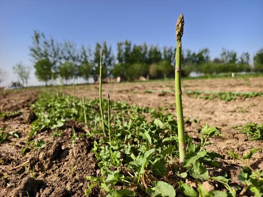 预售｜生态芦笋(露天种植)·菏泽生之恋农场，现摘现发，不接急单！ 商品图0