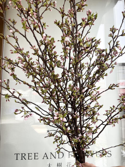 国产花材-【樱花】浅粉色 商品图3