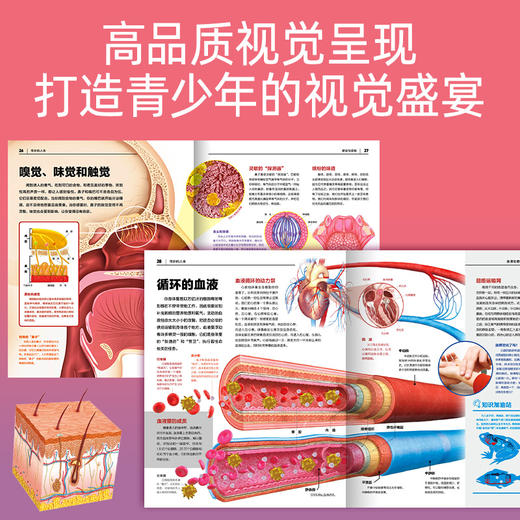 人体与人脑·儿童百科全书·中百趣味科普医学解剖学小学生初中生 商品图4
