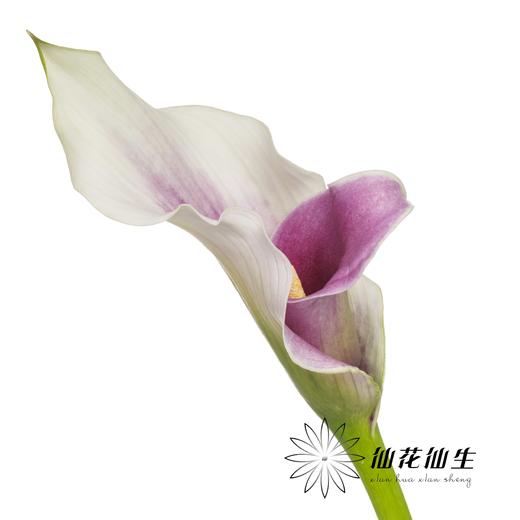 丽江马蹄莲 ｜ 变异米罗【轻微压伤不售后，介意慎拍】 商品图3