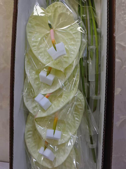 【彩掌】奶白色  单枝 商品图2