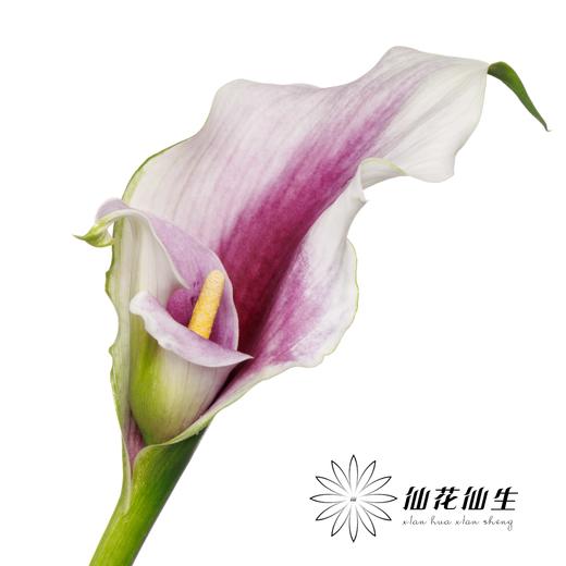 丽江马蹄莲 ｜ 变异米罗【轻微压伤不售后，介意慎拍】 商品图0