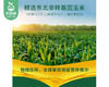中粮福掌柜压榨一级玉米油/1桶（5L）生产日期 26年2月 商品缩略图4
