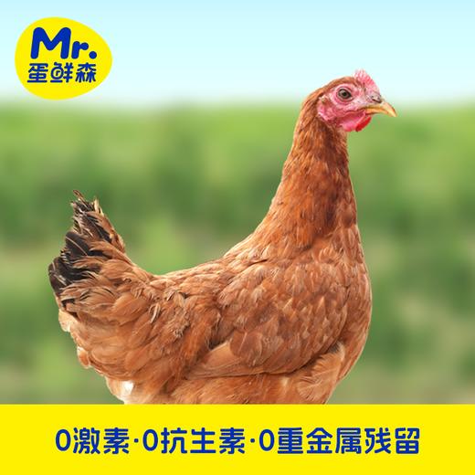 【顺丰京东包邮】69.9秒杀买2送1，无抗童子鸡 林下散养 发酵谷饲原种土鸡慢养 肉质紧实 鲜嫩多汁 顺丰/京东随机基地直邮 商品图1