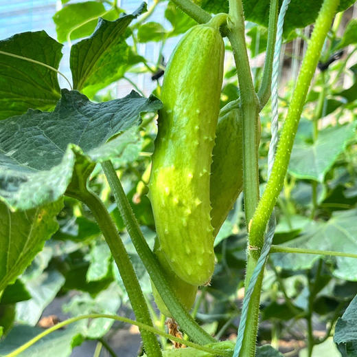 【白玉黄瓜】口感甜鲜嫩脆，黄瓜味浓，表皮青白嫩绿，口感鲜甜，刺少，大小均匀，现摘现发 4.5斤/箱 商品图5