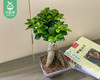 小榕树提根盆栽-含盆（高度约30cm 冠幅约15cm/盆） 商品缩略图2