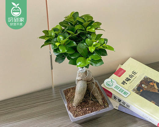 小榕树提根盆栽-含盆（高度约30cm 冠幅约15cm/盆） 商品图2