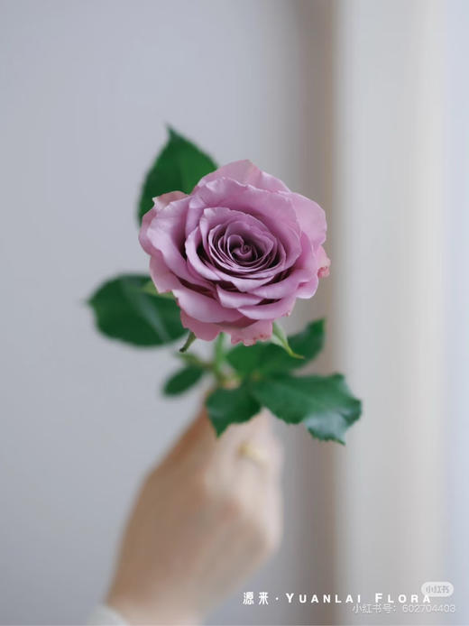 【2026.4.6】秒杀特价：1扎20枝紫霞仙子玫瑰19.9（现货 下单即可到店自提） 商品图1