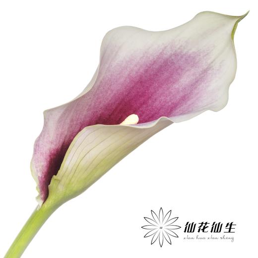 丽江马蹄莲 ｜ 变异米罗【轻微压伤不售后，介意慎拍】 商品图5