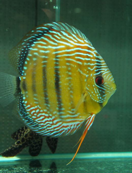 260403 抽奖鱼：特拉圣达皇室蓝，15.2嫩公雏，体型不错，鱼龄小，发色潜力大。 商品图0