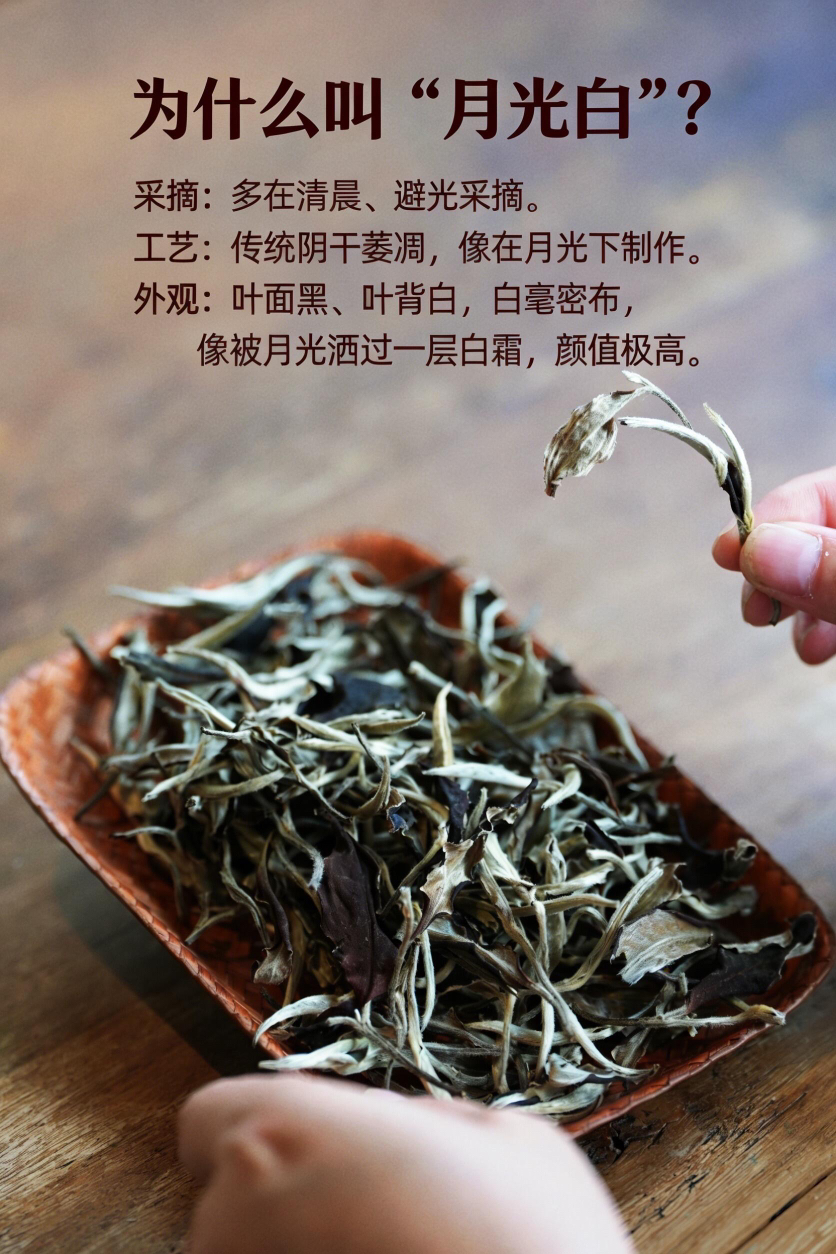 【2024月光白白牡丹】牡丹王级-白牡丹中最高的等级