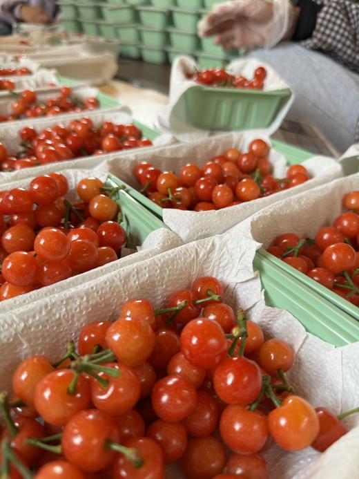 【限时20天】【🍒中华小樱桃】攀枝花新鲜现摘当季水果 商品图5