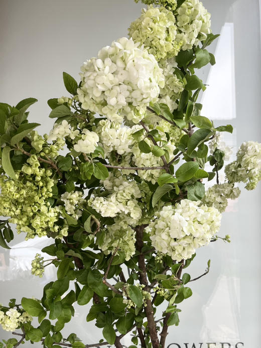 国产花材-【中华木绣球】 商品图3