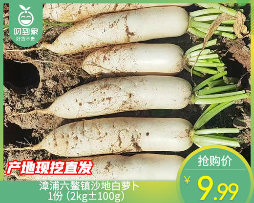 漳浦六鳌镇沙地白萝卜/1份（2kg±100g） 商品图0