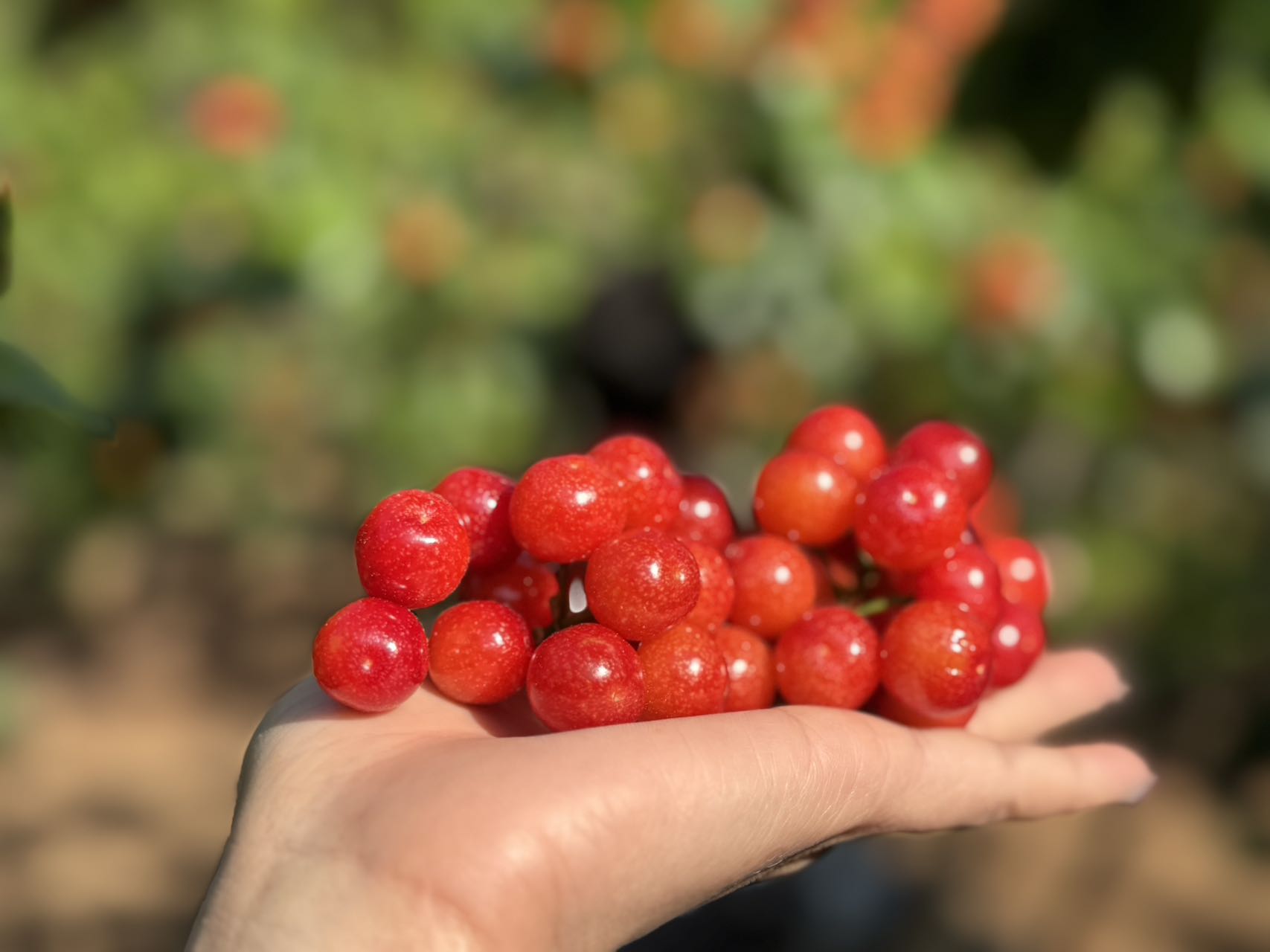 【限时20天】【🍒中华小樱桃】攀枝花新鲜现摘当季水果