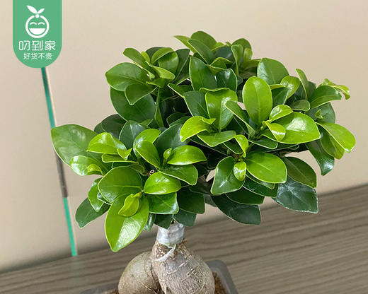 小榕树提根盆栽-含盆（高度约30cm 冠幅约15cm/盆） 商品图1