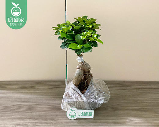 小榕树提根盆栽-含盆（高度约30cm 冠幅约15cm/盆） 商品图3