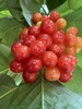 【限时20天】【🍒中华小樱桃】攀枝花新鲜现摘当季水果 商品缩略图2