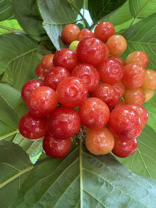 【限时20天】【🍒中华小樱桃】攀枝花新鲜现摘当季水果 商品图2