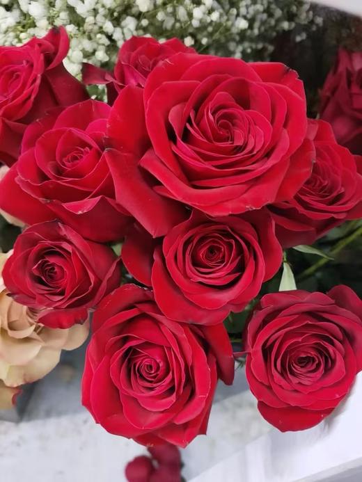 红色单头玫瑰20枝 商品图5