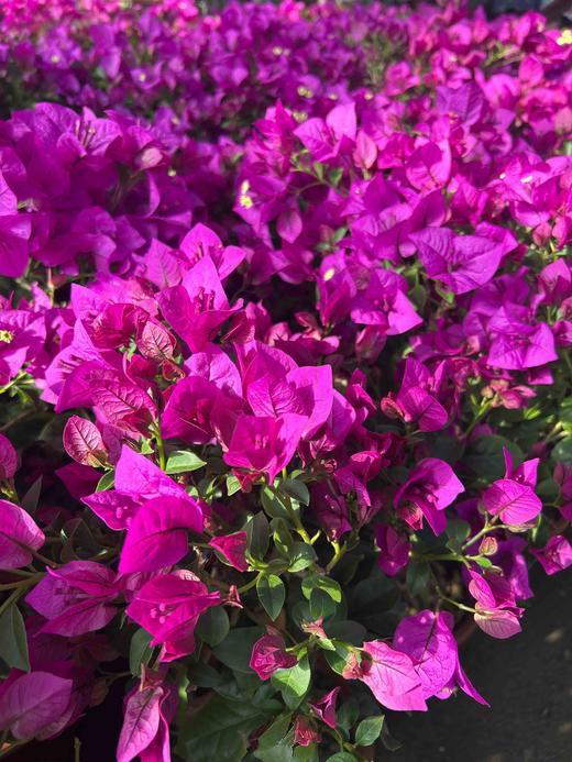 【2026.4.3绿植现货】小老桩云南紫三角梅19.9（现货，下单即可到店自提） 商品图0