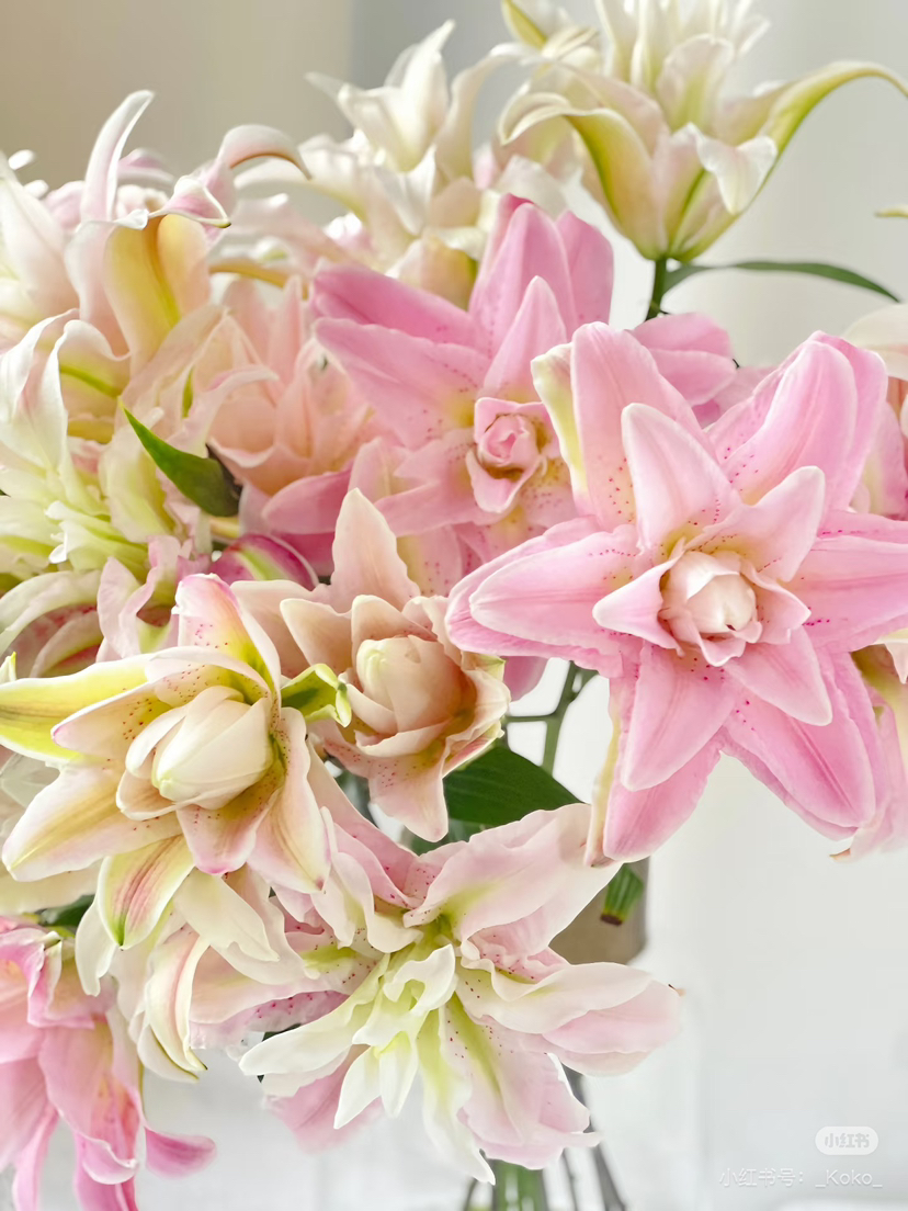 【2026.4.3】特价：4枝2头A级重瓣百合桃之夭25.9（现货 下单即可到店自提）