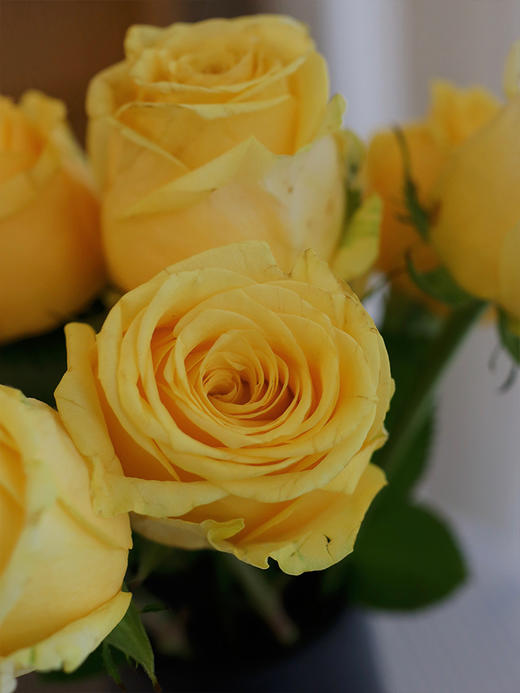 【春日福利鲜花  9.9元10支 4束包邮】72h内发货 把春天和好心情都带回家~ 商品图3