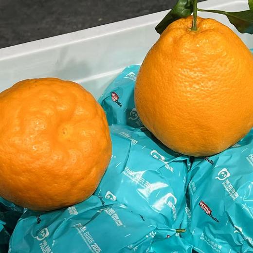 熊猫指南～春见耙耙柑【净重6.3～6.5斤】 商品图1