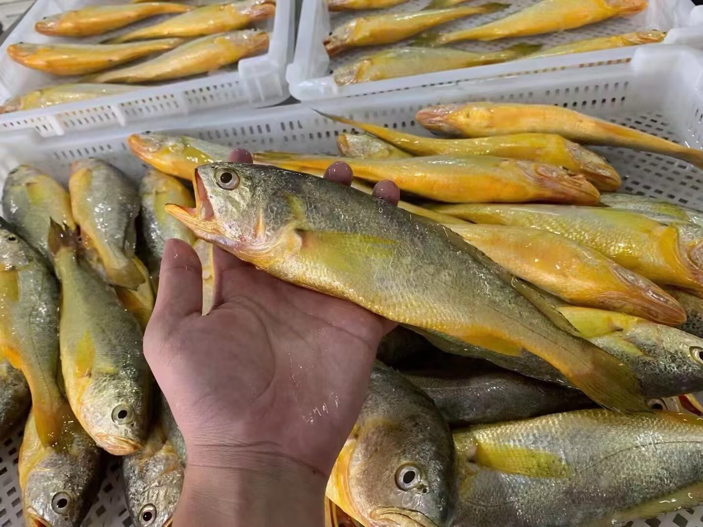 L''超级新鲜！！！ 野生黄花鱼🐟金灿灿的[呲牙]肉质鲜滑还鲜甜，活冻