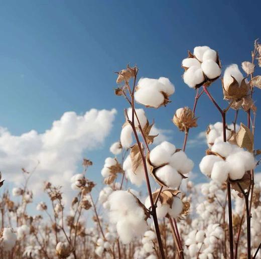 巨显白火龙果双面棉极简短袖T恤 商品图9