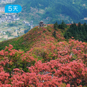 第四届贵州花季徒步节｜五一特别版 寻找贵州山野里的映山红花海 5日
