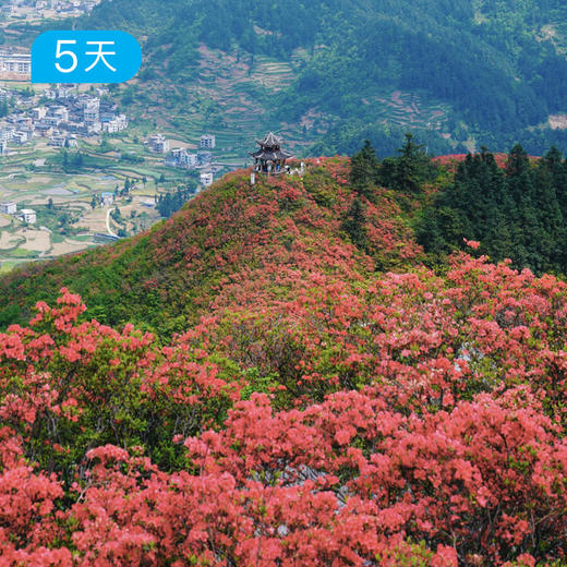 第四届贵州花季徒步节｜五一特别版 寻找贵州山野里的映山红花海 5日 商品图0