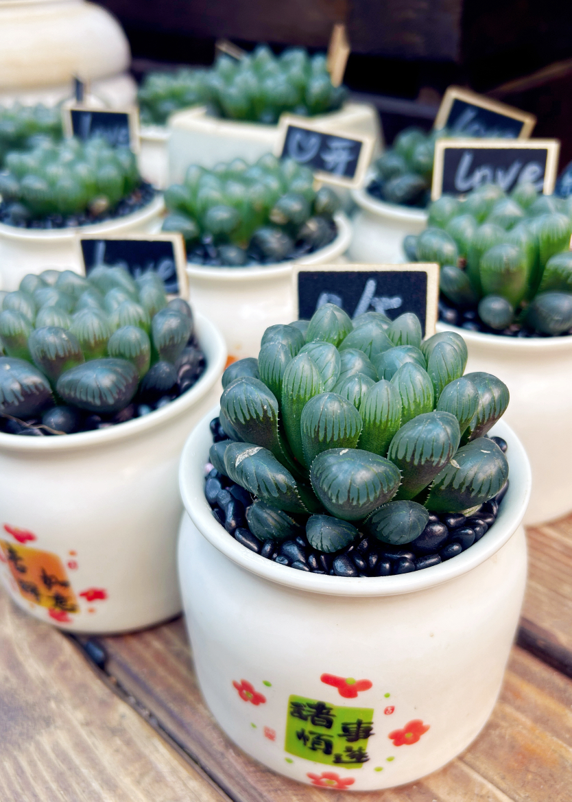 【2026.4.3】带盆冰灯玉露19.9（现货，下单即可到店自提）