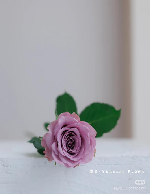 【2026.4.6】秒杀特价：1扎20枝紫霞仙子玫瑰19.9（现货 下单即可到店自提） 商品图2