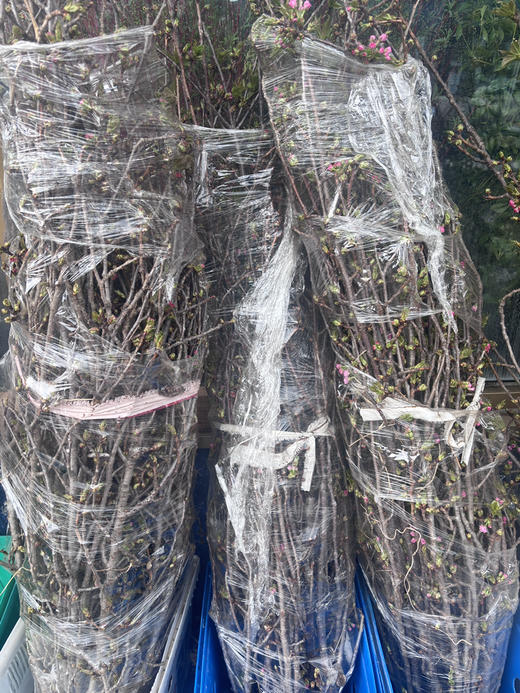 【春季限定】重瓣樱花 粉色  约 3-5 枝/扎 商品图10