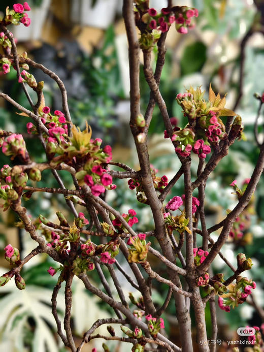 【春季限定】重瓣樱花 粉色  约 3-5 枝/扎 商品图6