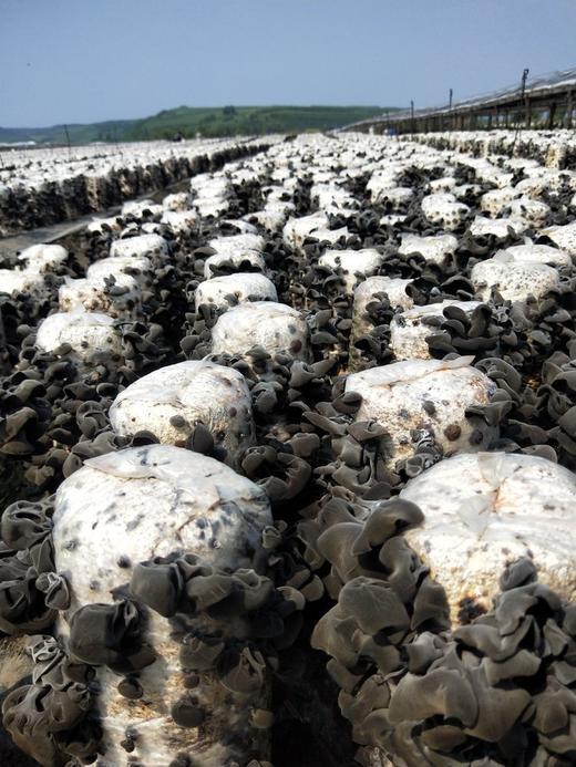 东北小碗秋木耳 商品图4