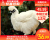 南安新鲜现杀白羽乌鸡（带内脏1.1kg±100g/只） 商品缩略图0
