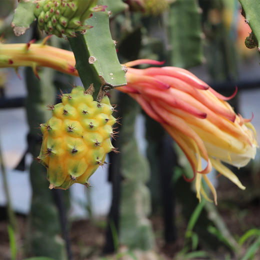 海南黄金燕窝果 黄皮火龙果 京东发货 商品图5