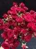 红色多头玫瑰10枝 商品缩略图4