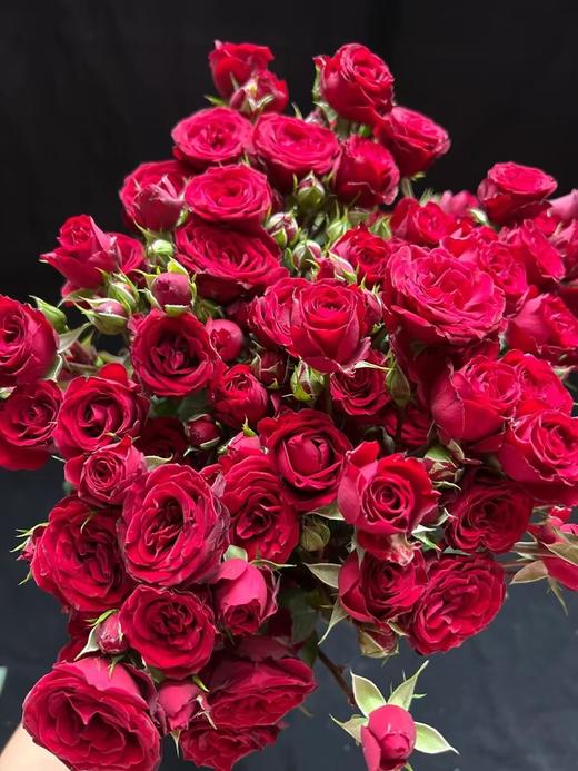 红色多头玫瑰10枝 商品图4