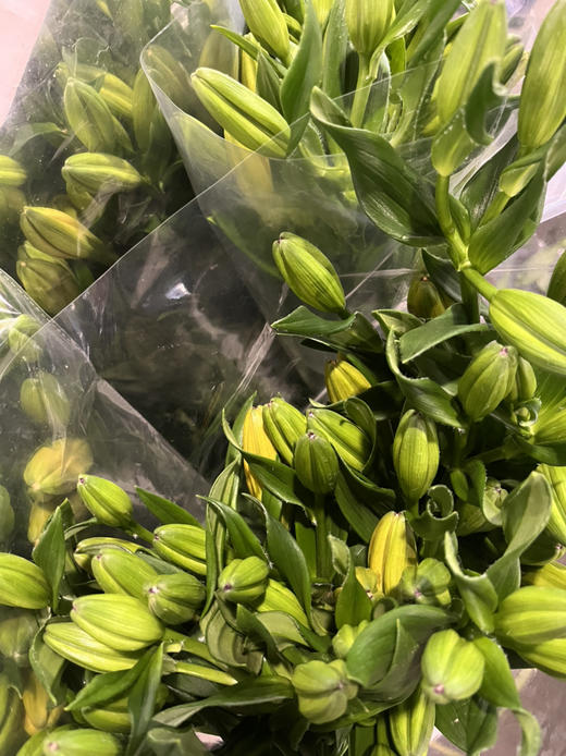 国产花材-【金百合】多头 商品图1