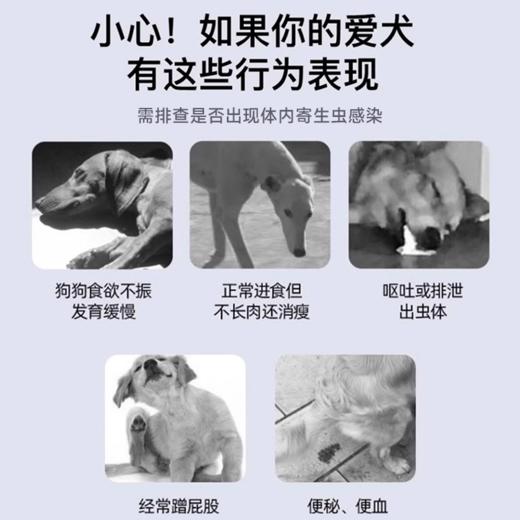 【Ramical雷米高】犬用中大型犬狗狗体内驱虫打虫药体内吡喹酮片(驱虫一粒清）6片 商品图4