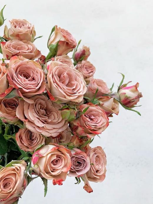 咖啡色多头玫瑰10枝 商品图2