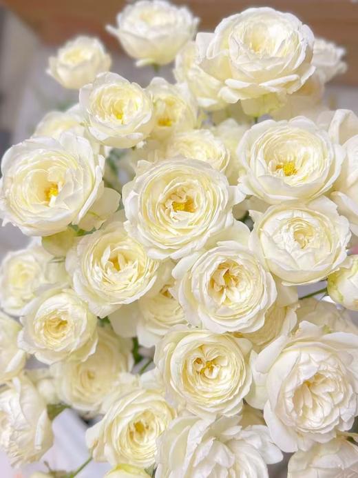 白色多头玫瑰10枝 商品图3