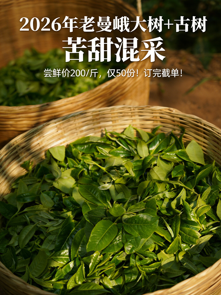 老友福利；2026年老曼峨头春散茶，苦甜混采，苦甜交织挑战味蕾，500g/份，仅50份！