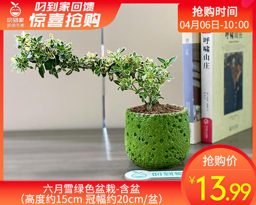 六月雪绿色盆栽-含盆（高度约15cm 冠幅约20cm/盆） 商品图0