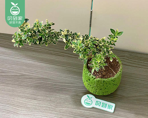 六月雪绿色盆栽-含盆（高度约15cm 冠幅约20cm/盆） 商品图1